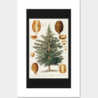 Cedar tree and cone dissectation - Cedrus - botanical illustration Posters and Art